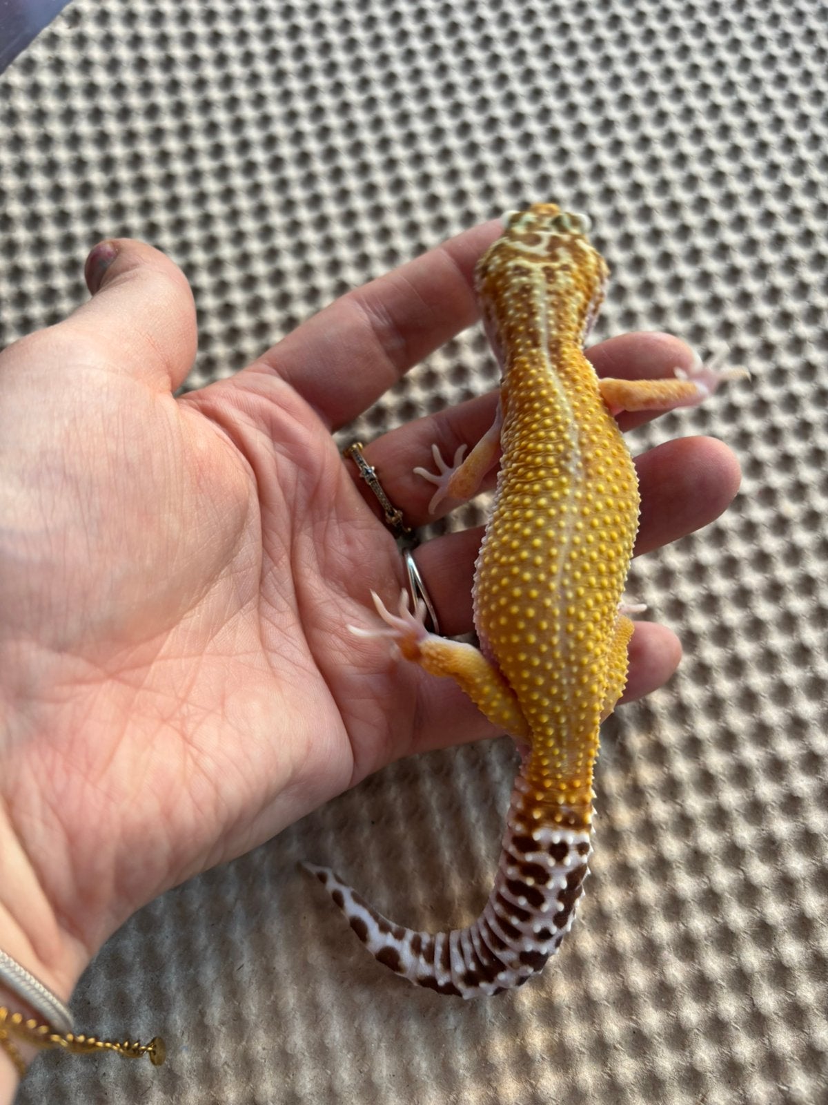 Giant luipaardgekko Leopard Gecko photo 2