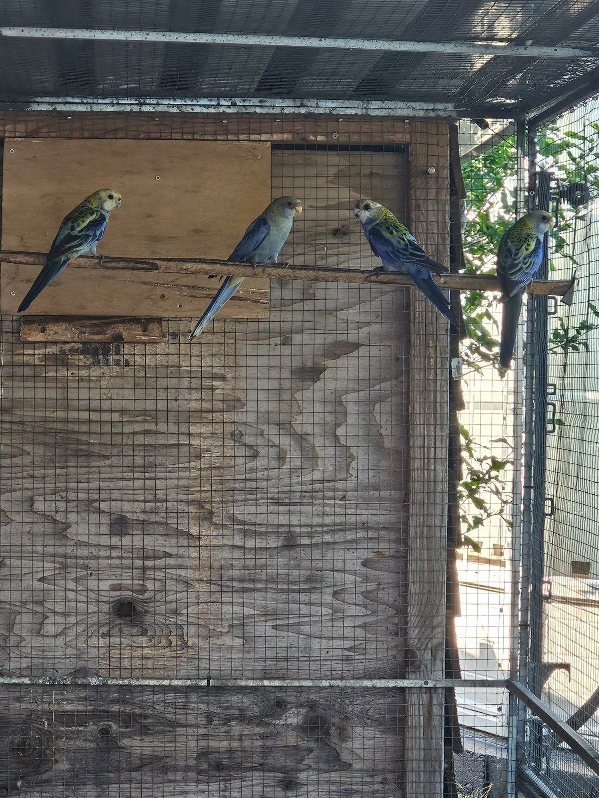 Bleekkop rosella's 2026, Dieren en Toebehoren, Meerdere dieren, Parkiet