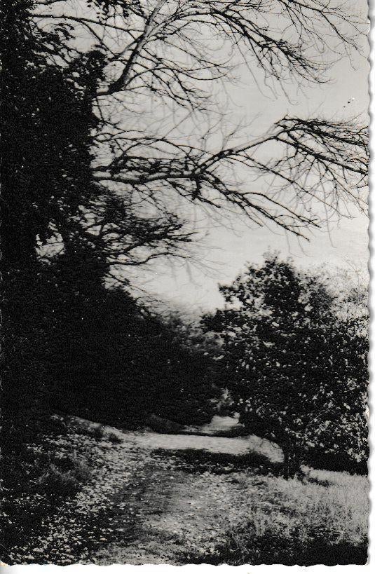BURGH-HAAMSTEDE-WESTENSCHOUWEN - DOMANIALE BOSSEN, Verzamelen, Ophalen of Verzenden, 1960 tot 1980, Gelopen, Natuur