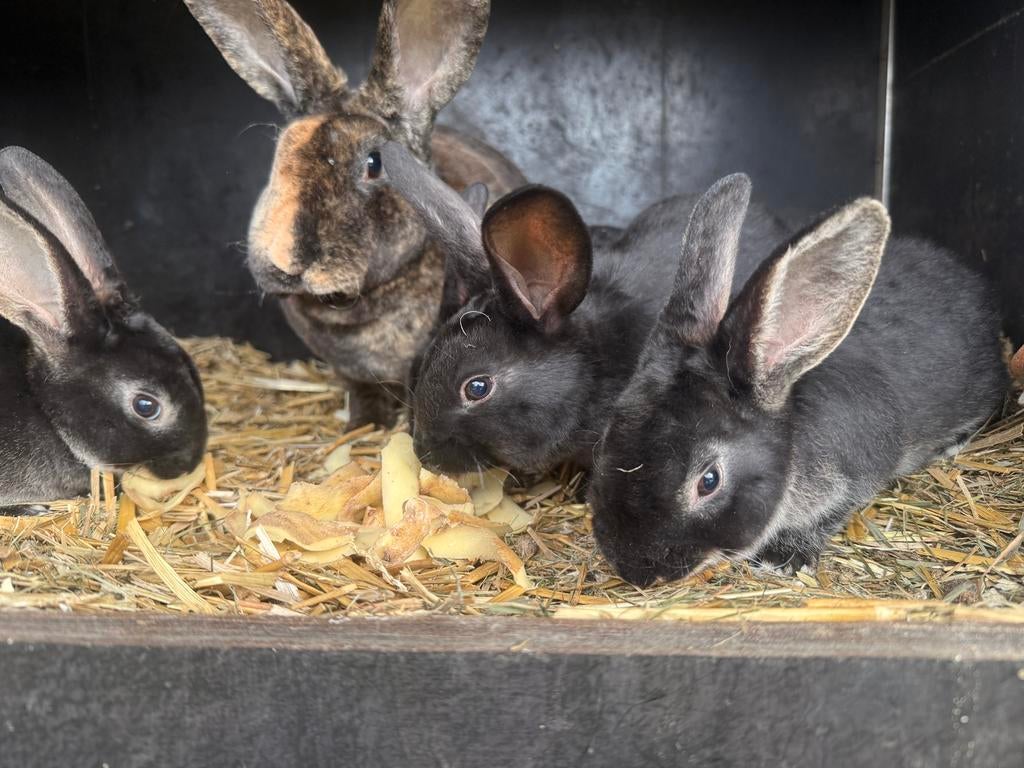 Jonge rex konijnen, Dieren en Toebehoren, Konijnen, Meerdere dieren