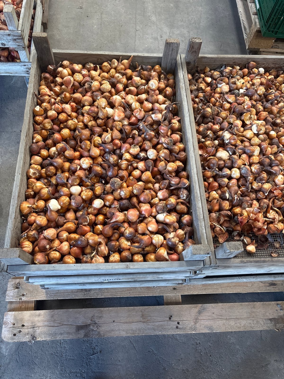 Tulpenbollen voor pluktuin - Diverse kleuren (maat 9,5/11), Tuin en Terras, Ophalen of Verzenden, Najaar, Volle zon, Bloembol