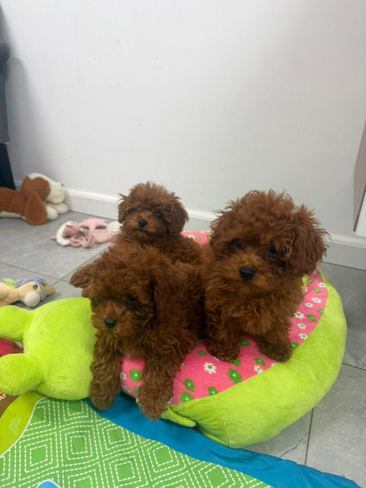 Toy poedel nest, Dieren en Toebehoren, Poedel, Parvo, 8 tot 15 weken, Meerdere
