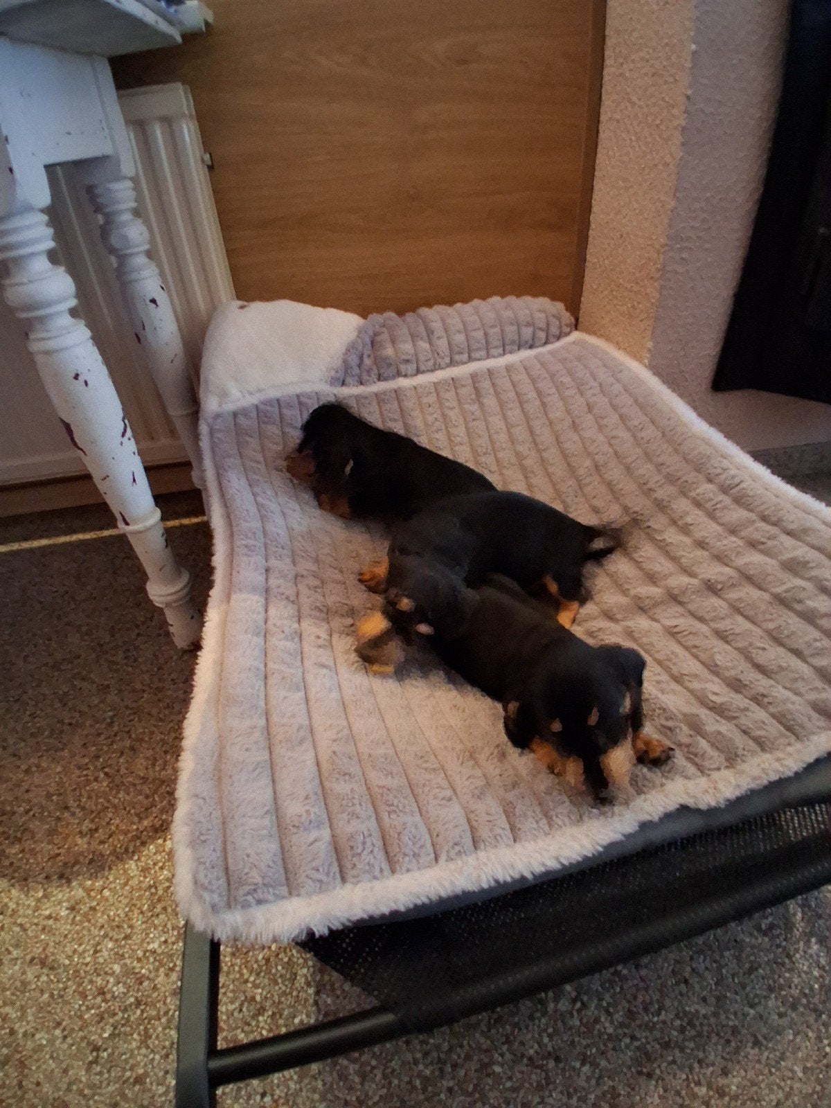 Nog 3 leuke dwergteckel pups te koop., Dieren en Toebehoren, Honden | Teckels en Dashonden, Korthaar, Dwerg, Meerdere, Meerdere dieren