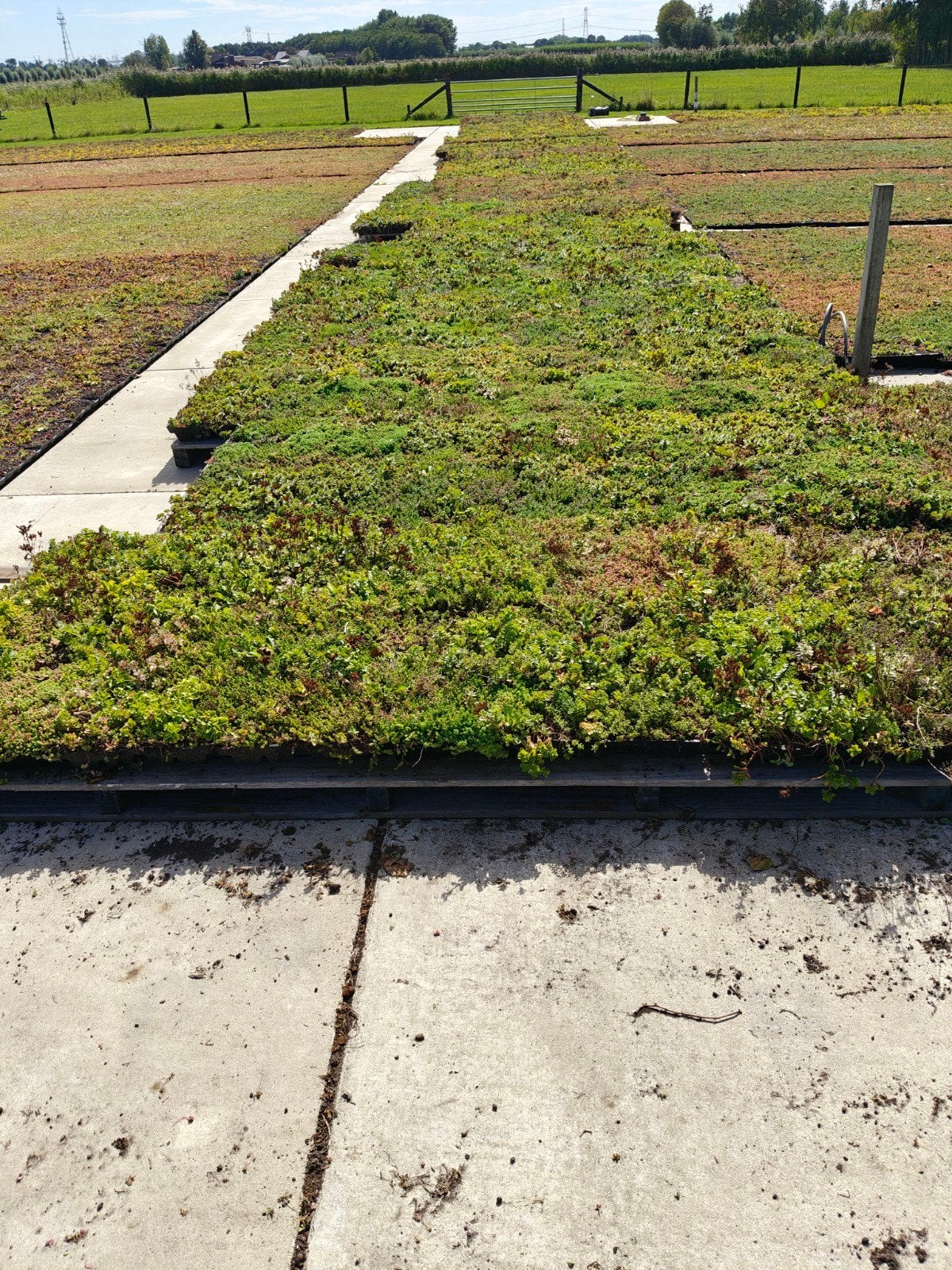 Sedumtray met waterbuffer - scherp geprijsd, Tuin en Terras, Ophalen, Overige soorten, Volle zon