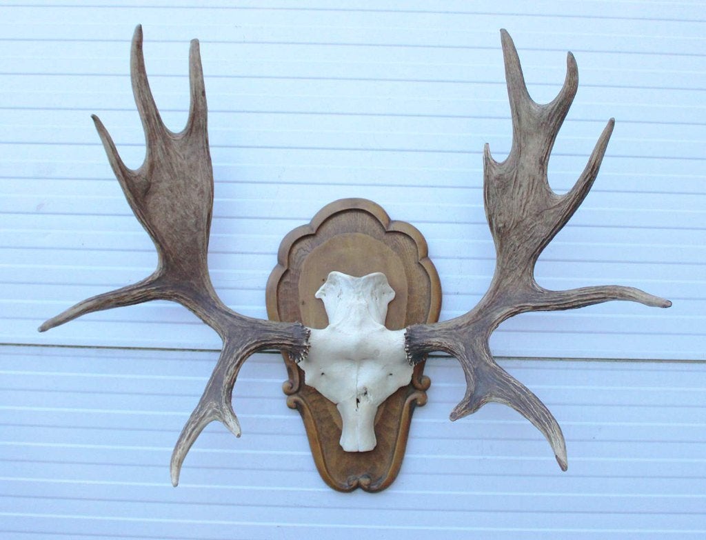 Groot decoratief ELAND GEWEI op houten schild - ref. K