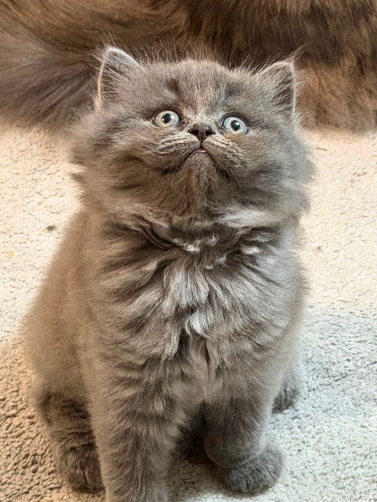 Britse korthaar/langhaar, Dieren en Toebehoren, Katten en Kittens | Raskatten | Korthaar, Meerdere dieren, Ontwormd