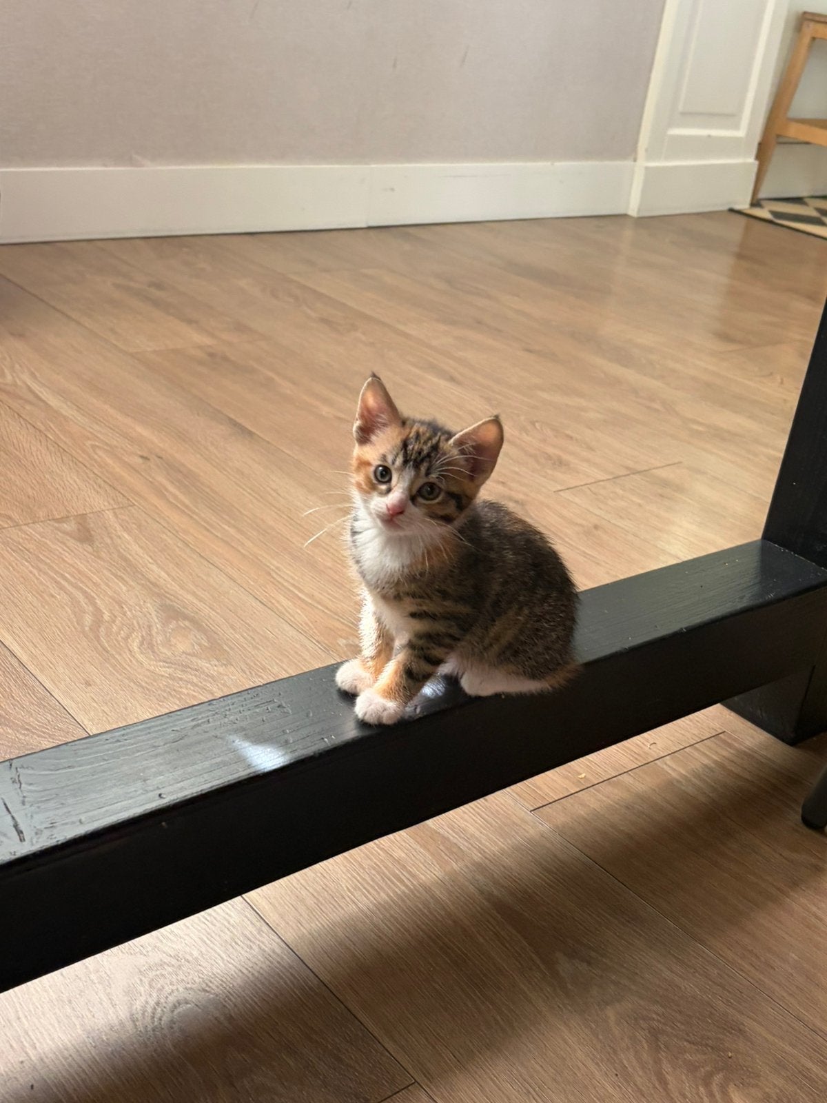 Lieve mooie kittens zoeken een goed thuis, Dieren en Toebehoren, Meerdere dieren