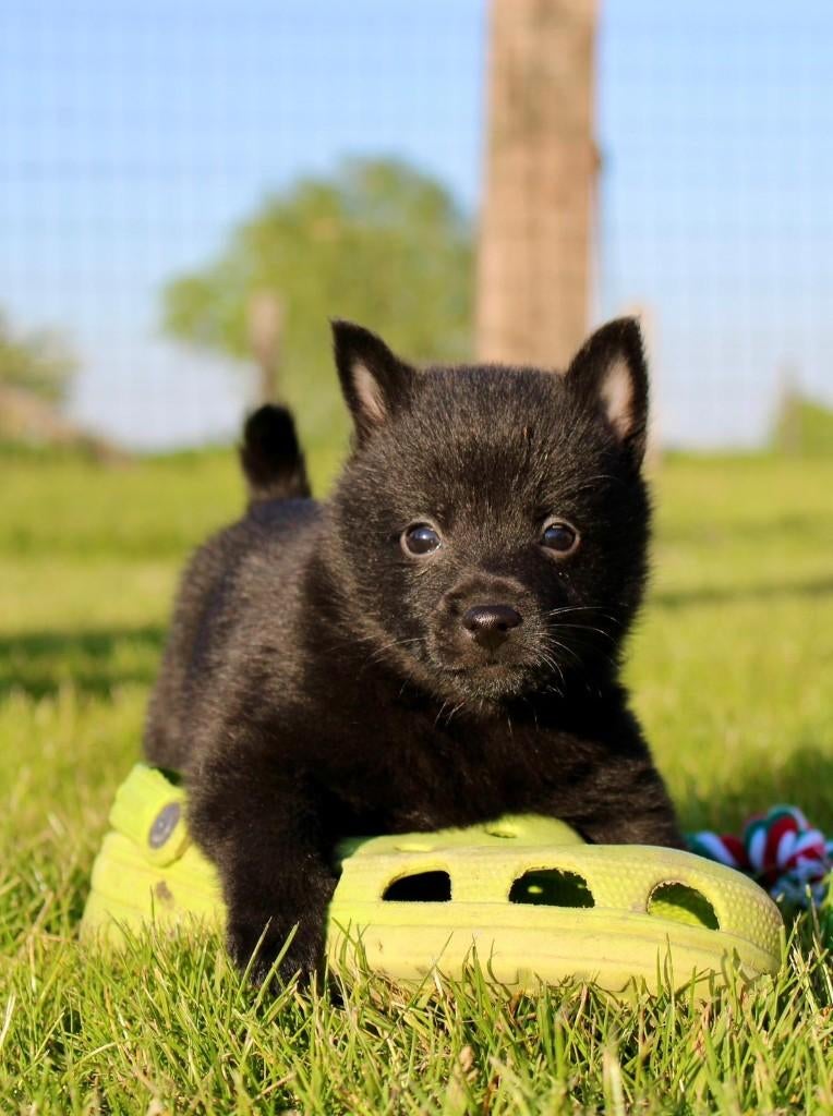 Schipperke puppy, Dieren en Toebehoren, Honden | Herdershonden en Veedrijvers, Parvo, België, Fokker | Hobbymatig, 8 tot 15 weken