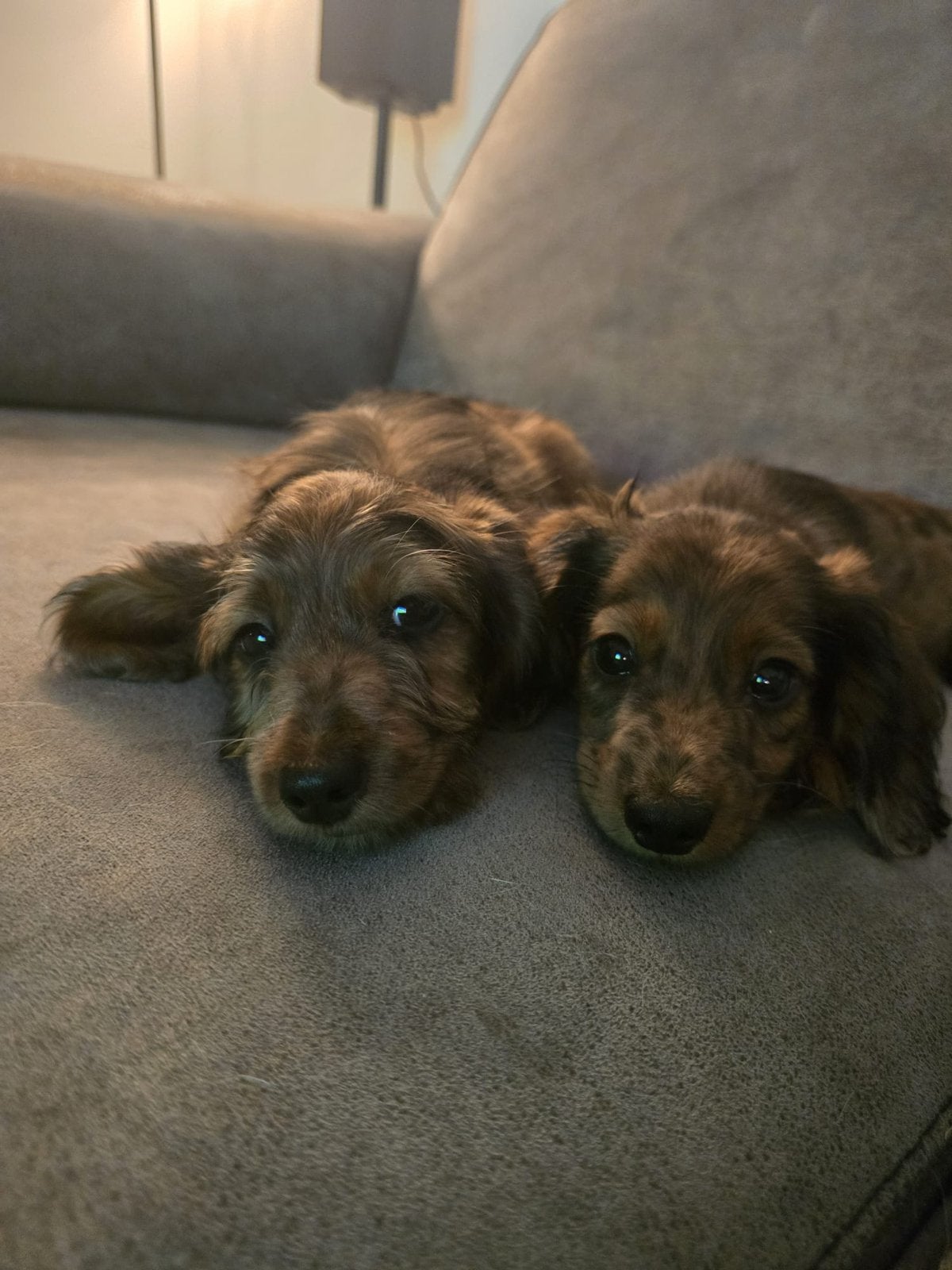 Teckel puppy, Dieren en Toebehoren, Honden | Teckels en Dashonden, Parvo, Standaard, 8 tot 15 weken, Korthaar