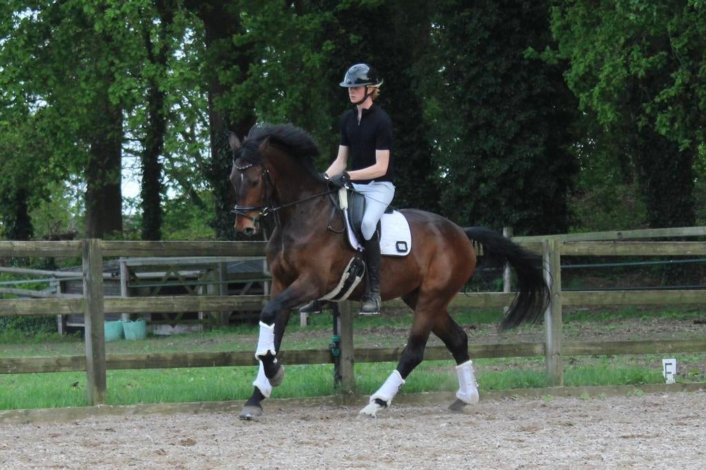4 jarige ruin van So Perfect!, Dieren en Toebehoren, Paarden, Ruin, Dressuurpaard, Met stamboom, B