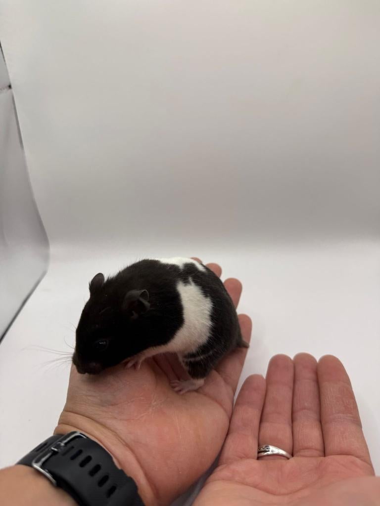 Te koop lieve jonge goudhamsters / Syrisch hamsters, Hamster, Maart, Meerdere dieren, Tam