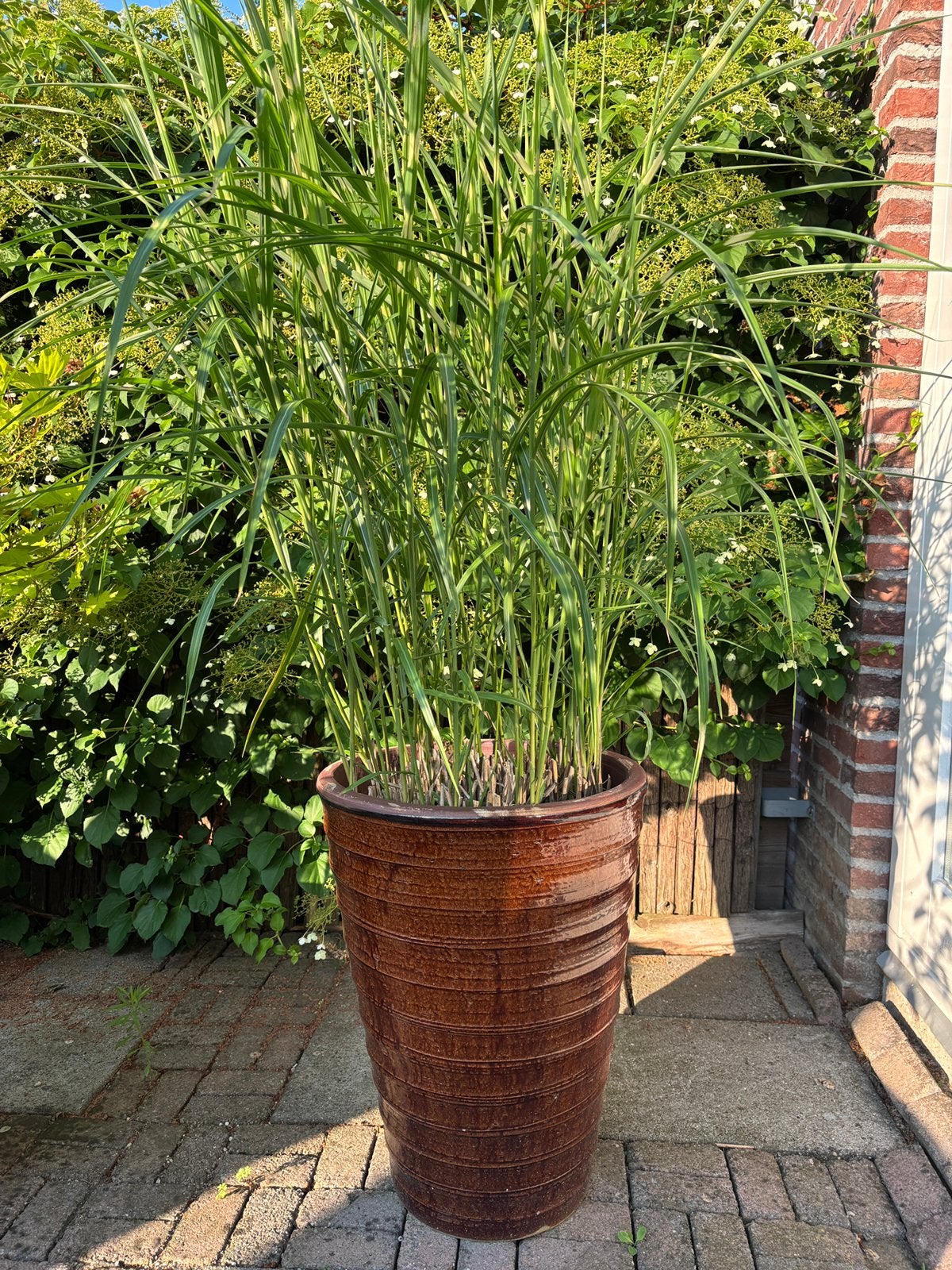 Bamboe plant in pot GRATIS, Volle zon, Vaste plant, Bloeit niet, Ophalen