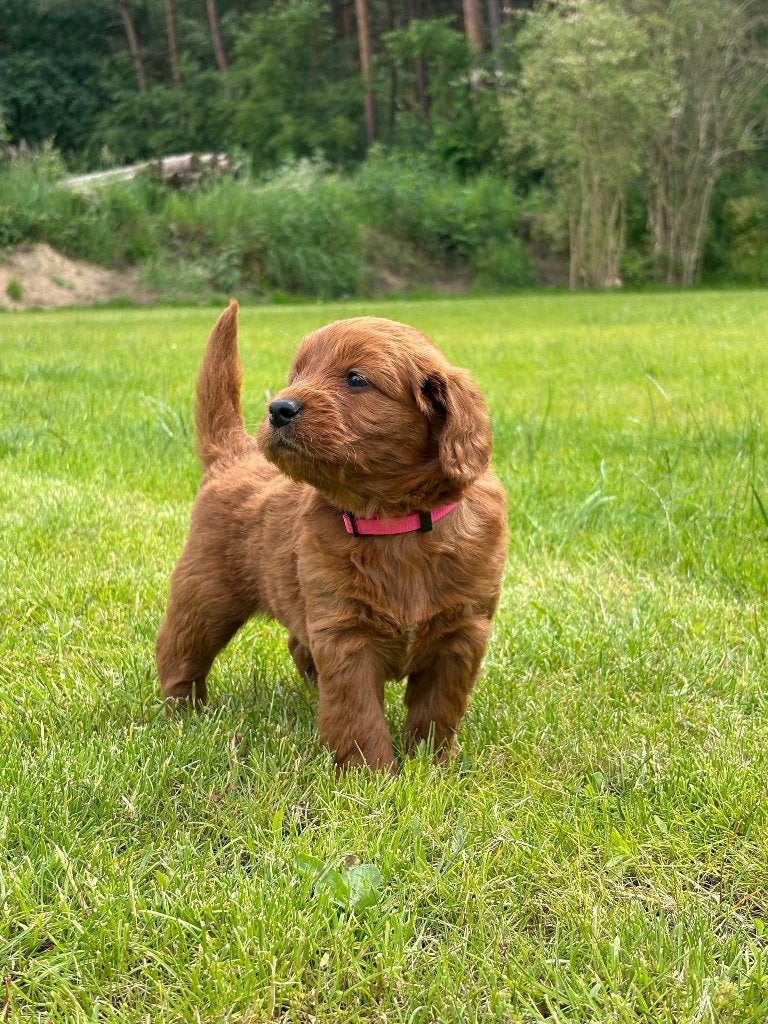 Goldendoodle Medium F1 Welpen, Dieren en Toebehoren, Particulier, Overige rassen, 8 tot 15 weken, Buitenland