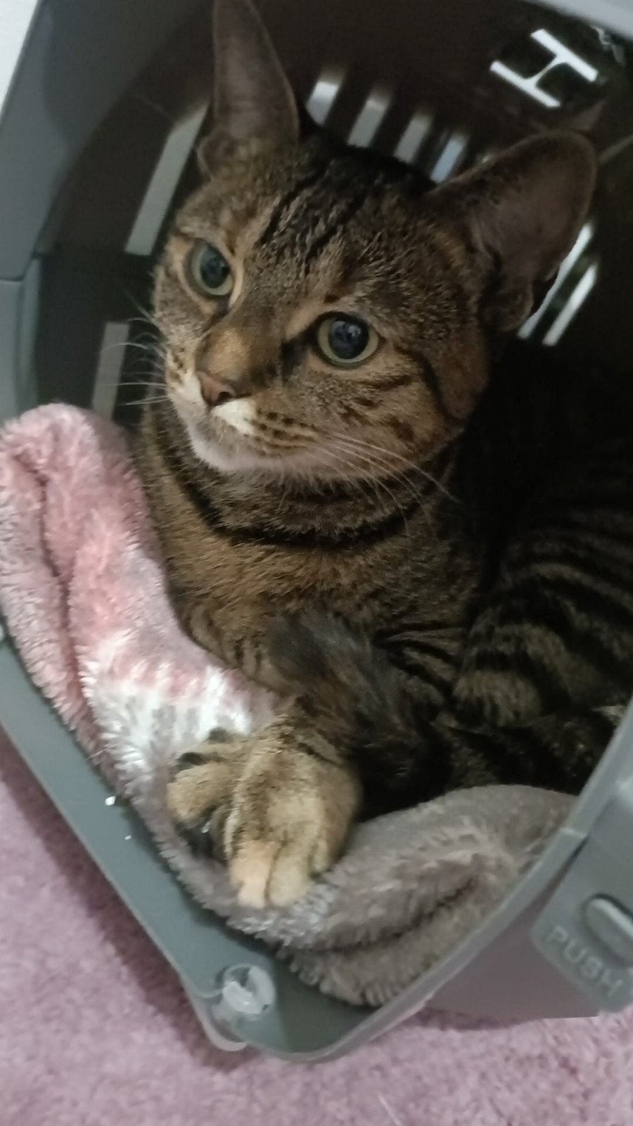 Vrouwtje kat 1.5 jaar, Ophalen, Nieuw