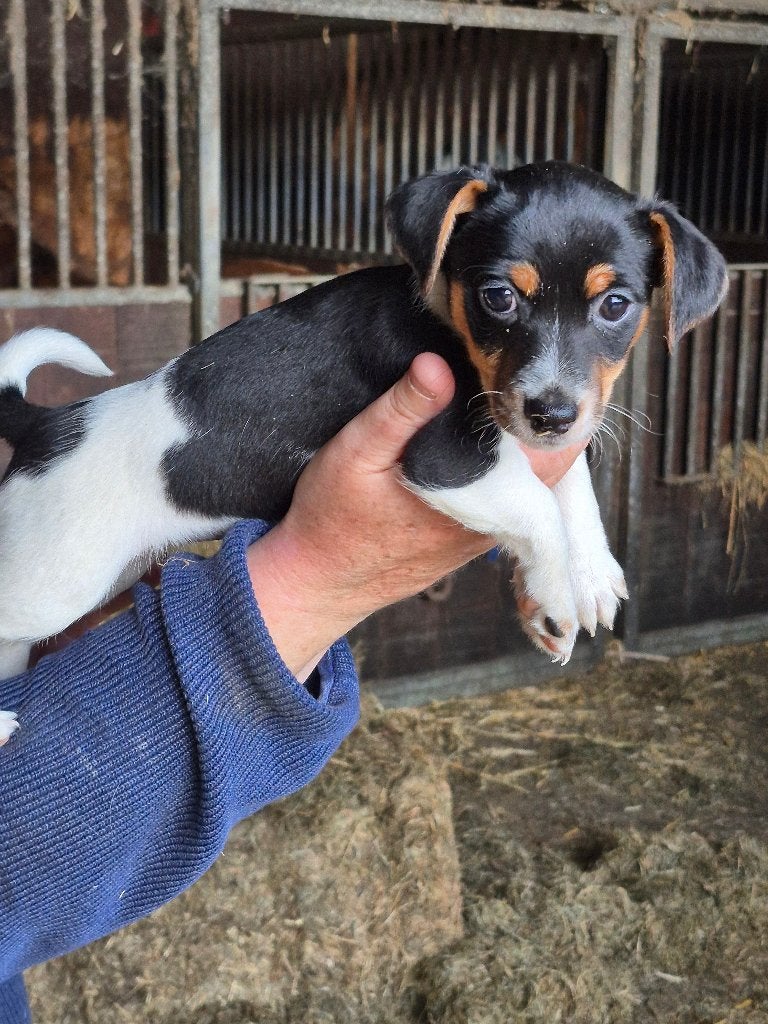 Jack russel, Parvo, Jack Russell Terriër, 8 tot 15 weken, Meerdere