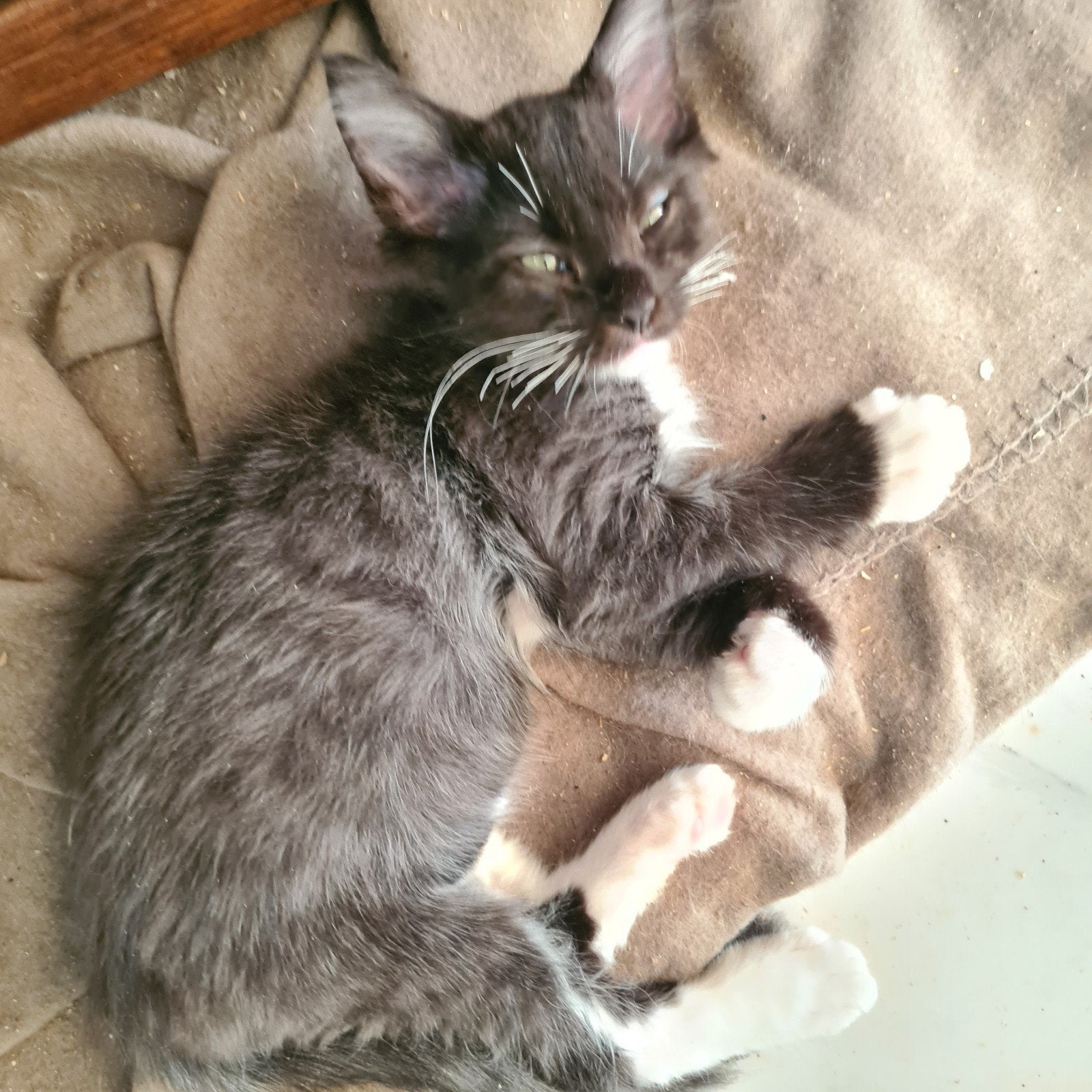 Mainecoon x Ragdoll kittens, Dieren en Toebehoren, Meerdere dieren, Ontwormd, 0 tot 2 jaar