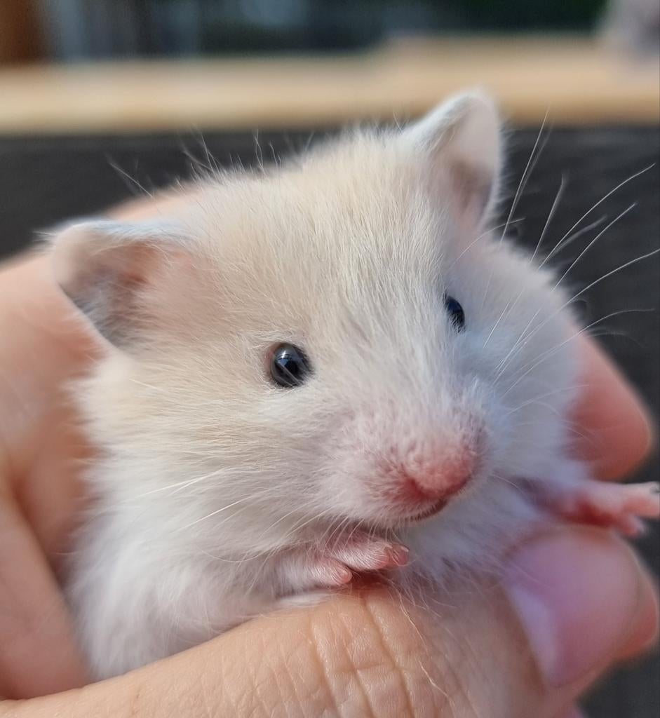 Super lieve jonge hamsters, handtam en gewend aan kinderen, Dieren en Toebehoren, Knaagdieren, Hamster, April, Meerdere dieren