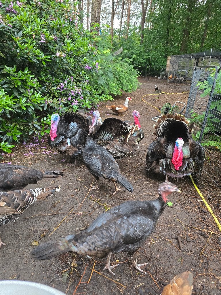 Broedeieren kalkoen, Dieren en Toebehoren, Pluimvee, Geslacht onbekend, Kalkoen