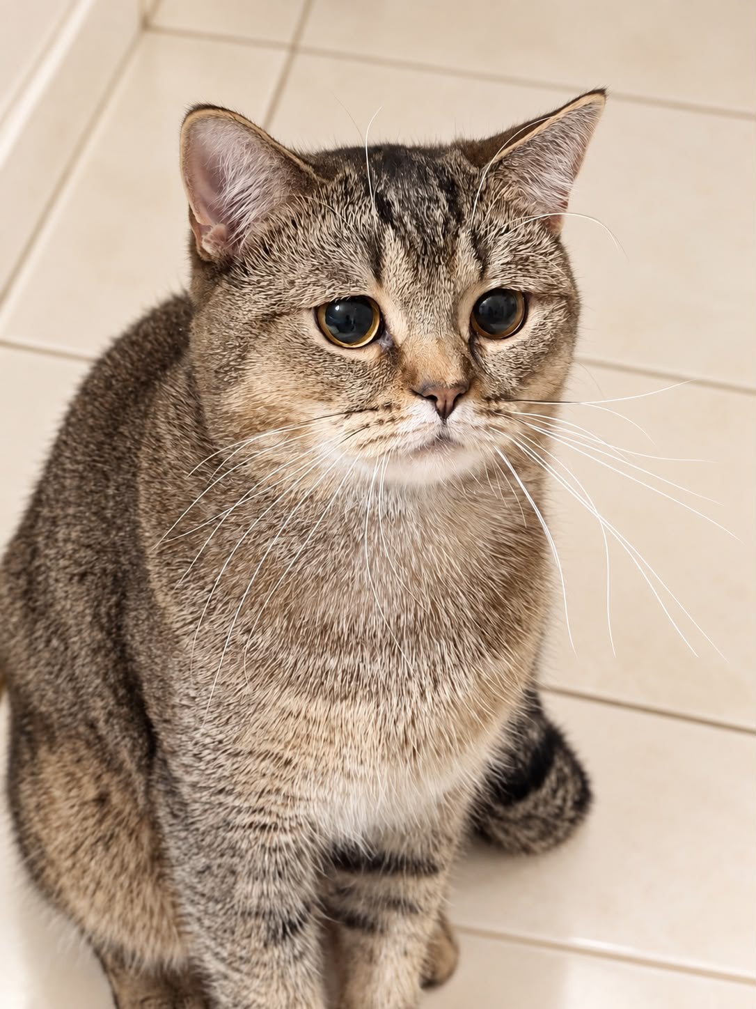 Golden shaded Brits korthaar kater, Kater, Kortharig, 0 tot 2 jaar