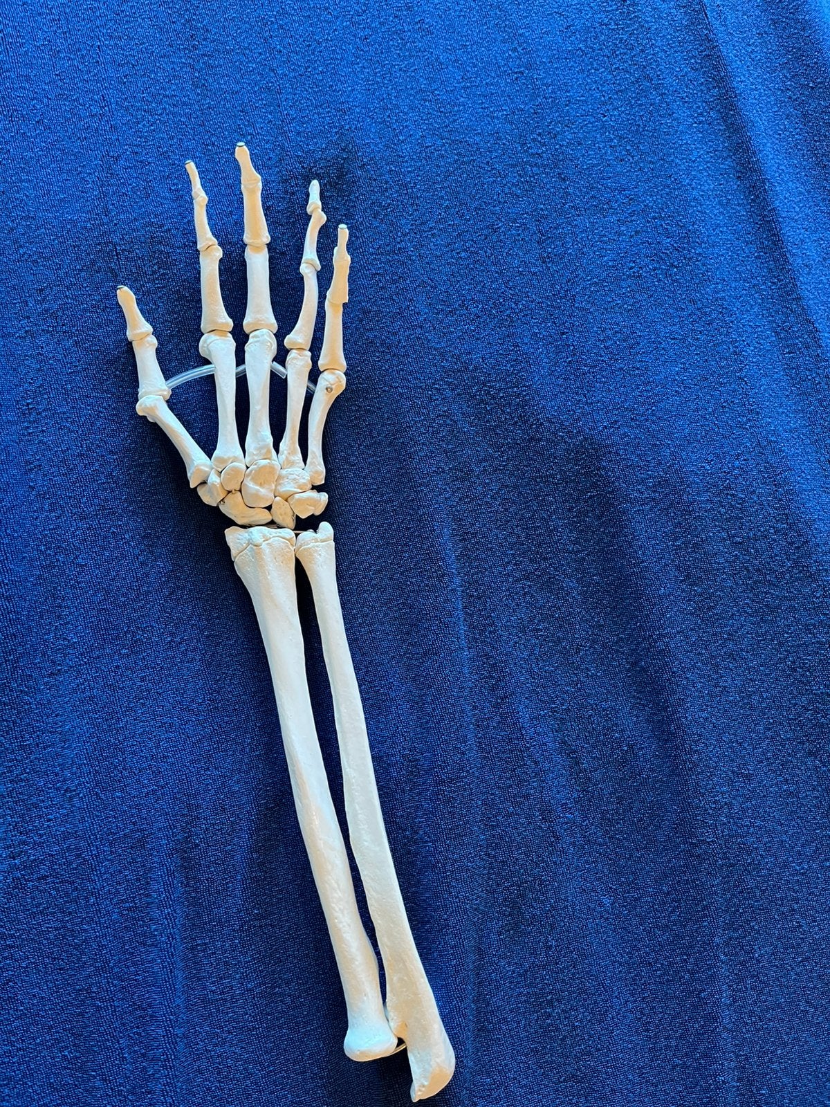 Anatomie hand ulna/radius, Ophalen, Zo goed als nieuw