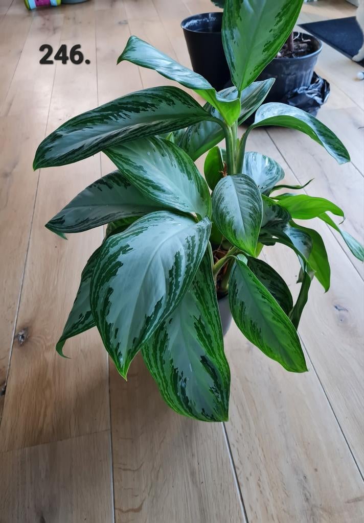 Aglaonema silver bay, volle kamerplant, 65 cm hoog, Ophalen of Verzenden, Halfschaduw, Minder dan 100 cm