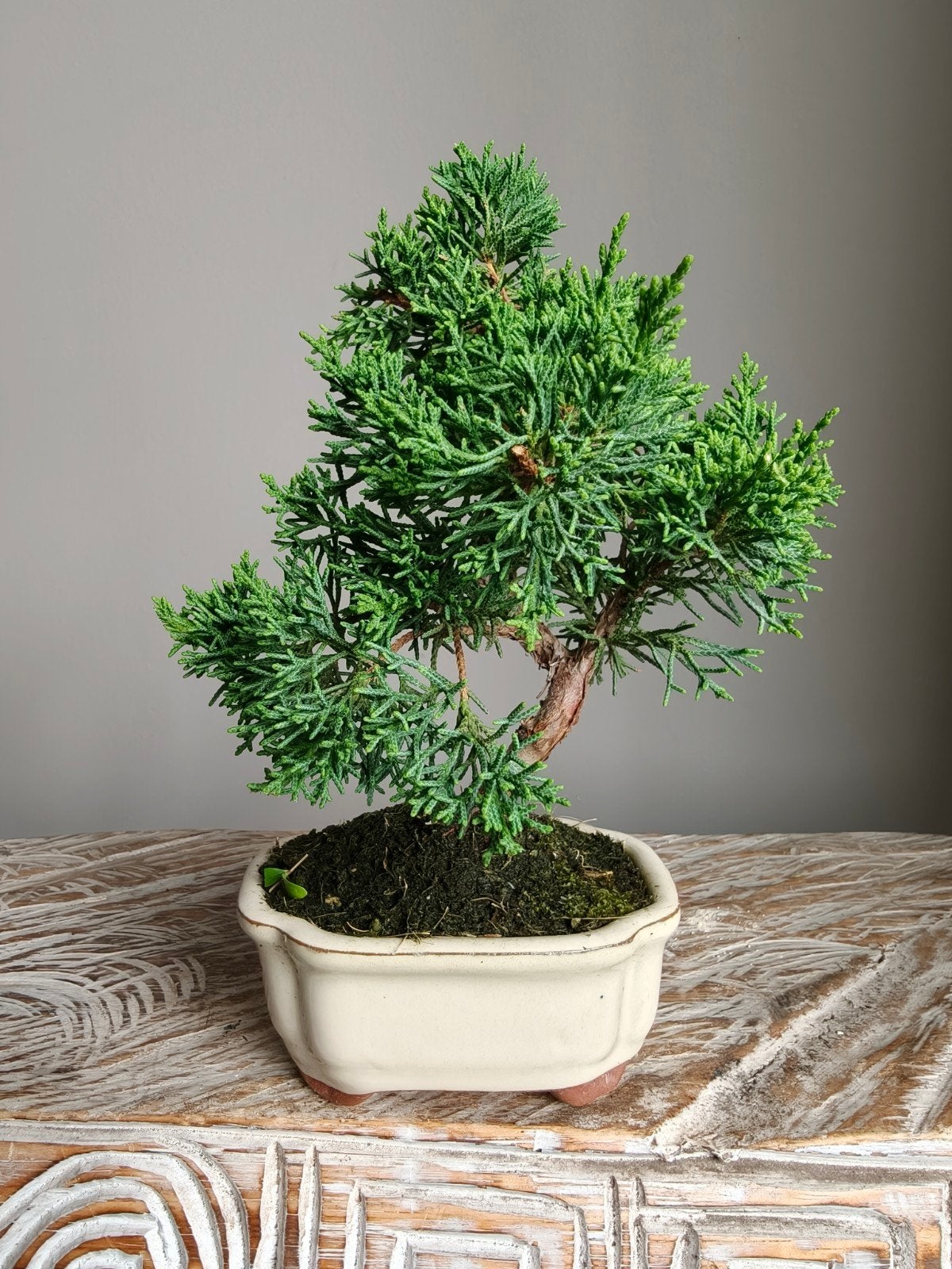 juniperus Chinensis Kyushu bonsai, Bloeit niet, Halfschaduw, Minder dan 100 cm, Overige soorten