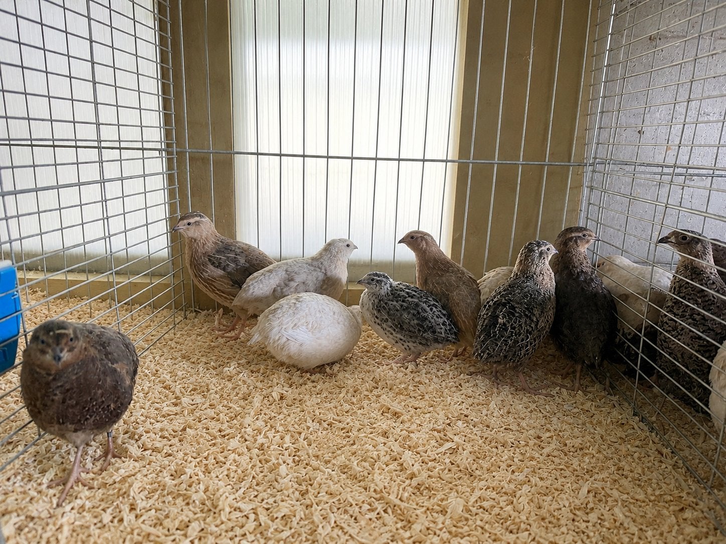 Japanse kwartel haantjes, Dieren en Toebehoren, Mannelijk