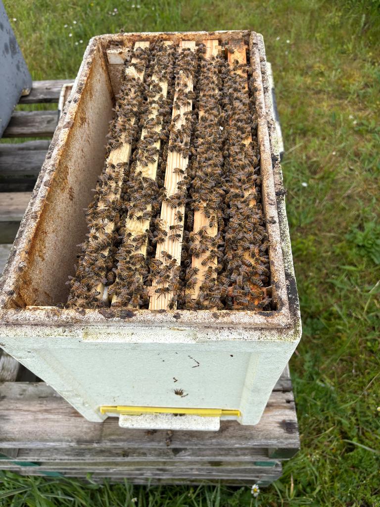 Dadant US 2026 F1 Bijenvolk, Dieren en Toebehoren, Insecten en Spinnen, Bijen