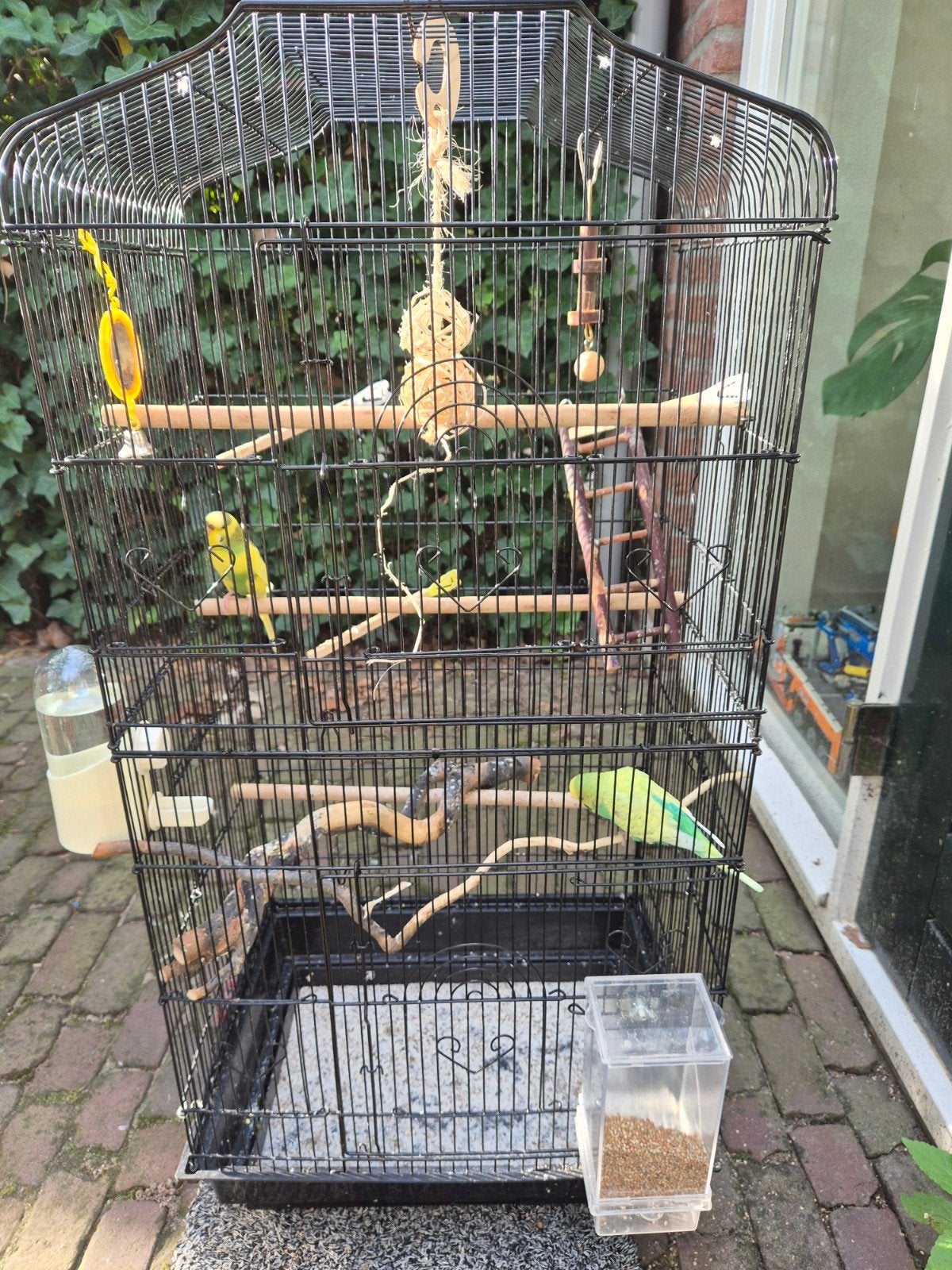Grasparkietjes met toebehoren., Dieren en Toebehoren, Vogels | Parkieten en Papegaaien, Meerdere dieren, Parkiet, Tam
