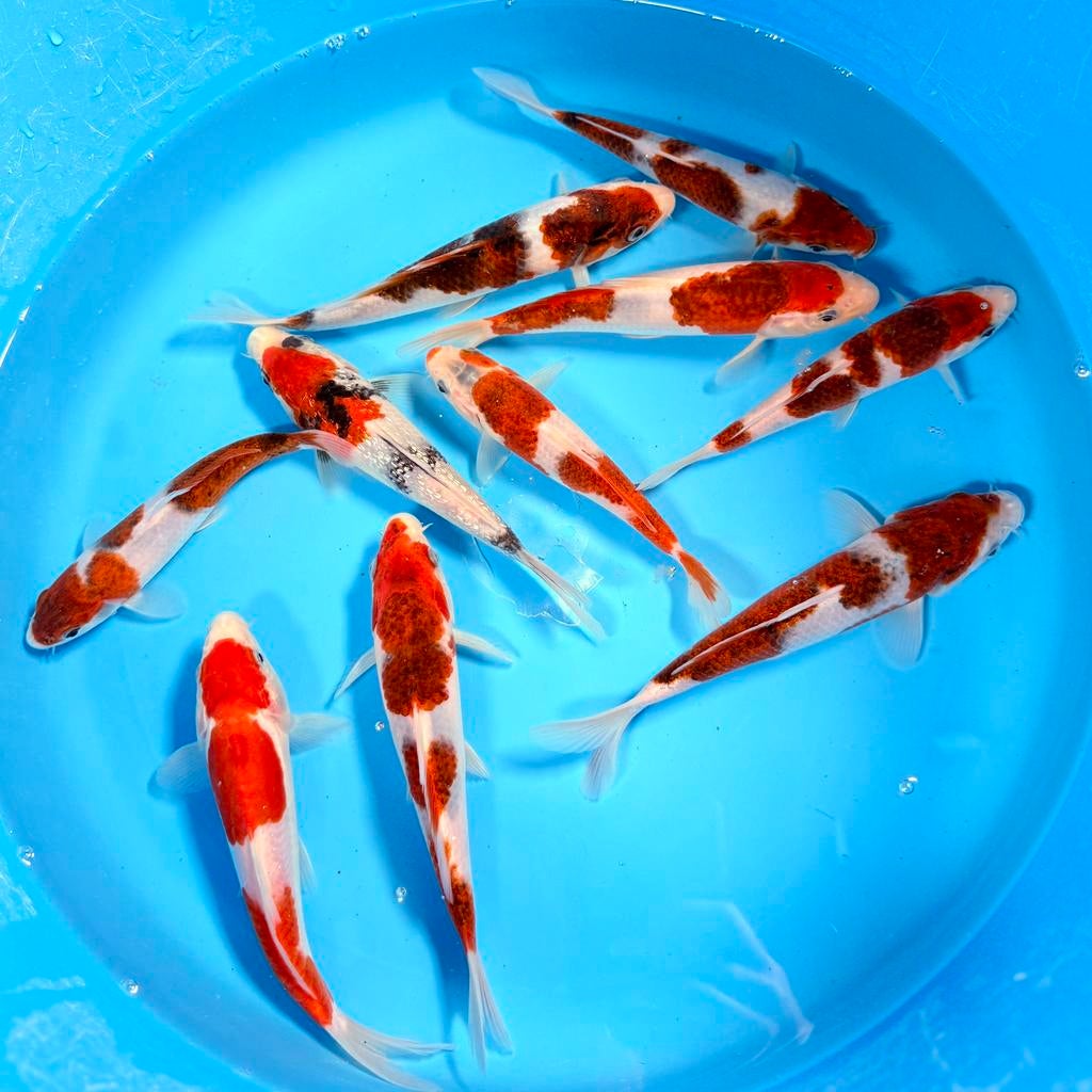 Japanse Koi – Marushi | Ai Goromo | Incl Certificaat, Dieren en Toebehoren, Vissen | Vijvervissen, Karper of Koi