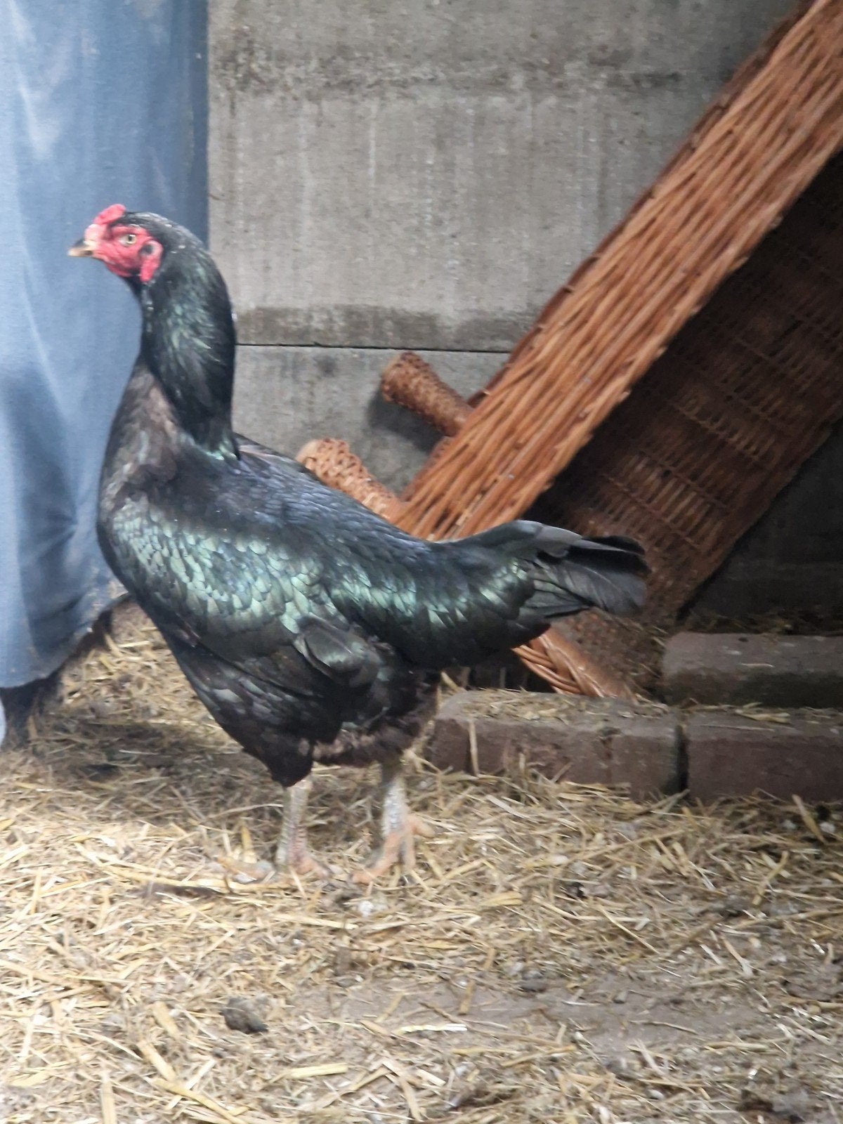 Shamo aseel hen kip, Dieren en Toebehoren, Pluimvee, Vrouwelijk, Kip