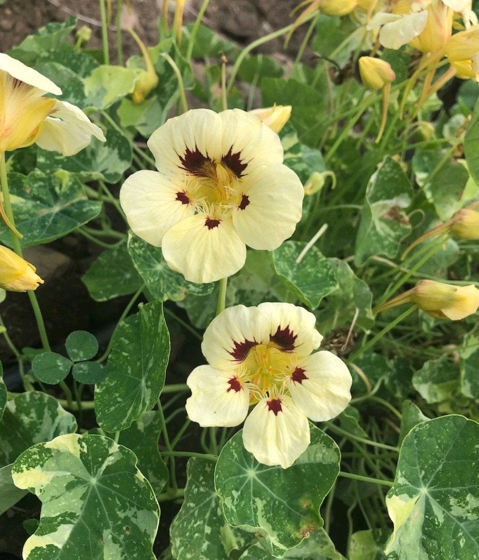 Cream Troika Nasturtium moestuin zaden biologisch, Ophalen of Verzenden, Volle zon