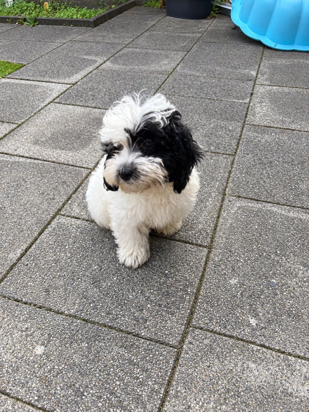 Lieve boomer pup te koop! (Kruising dwerg poedel), Dieren en Toebehoren, Reu, CDV (hondenziekte), 8 tot 15 weken, Eén hond