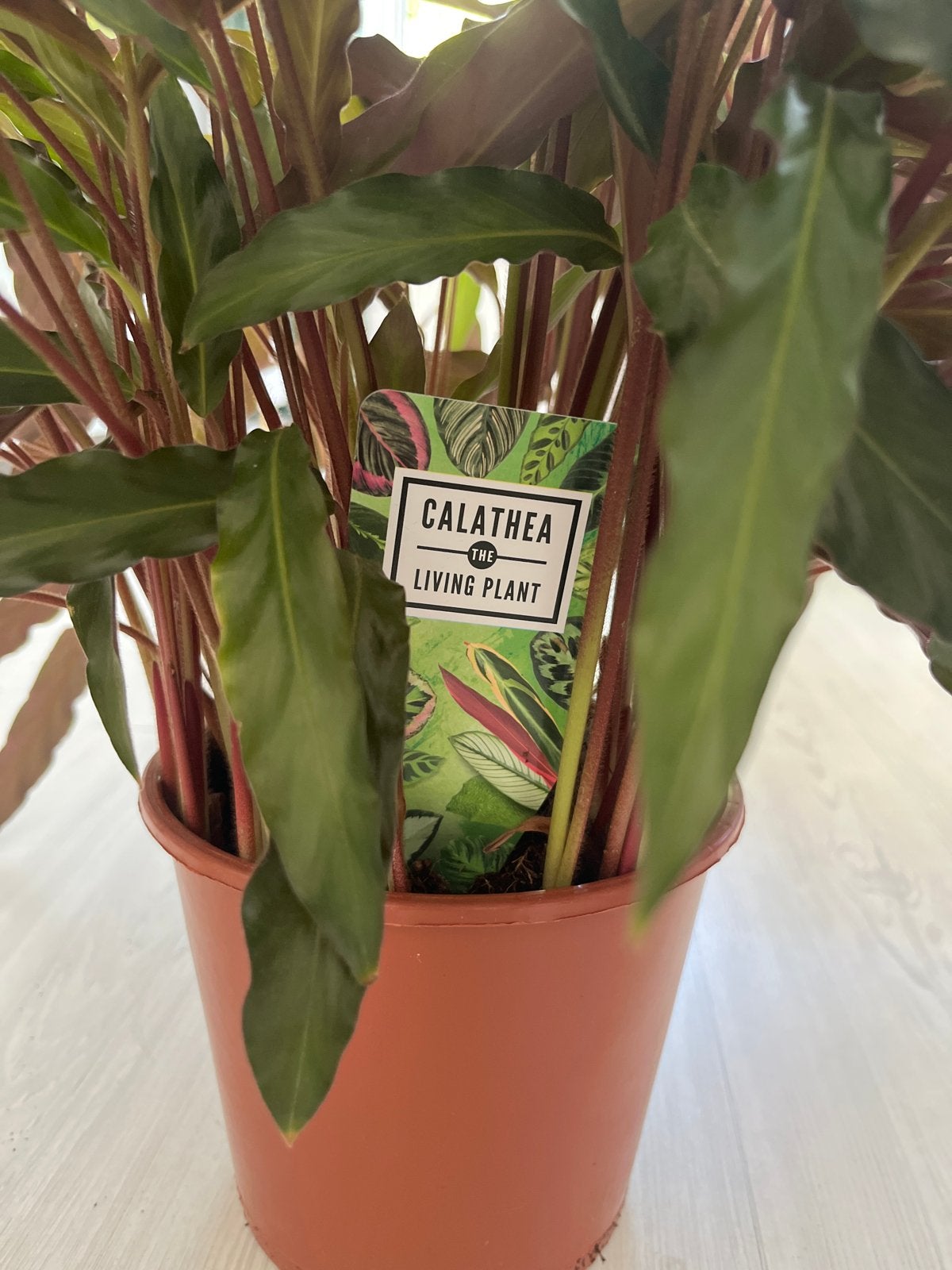 Calathea Rufibarba - De Levende Plant, Ophalen