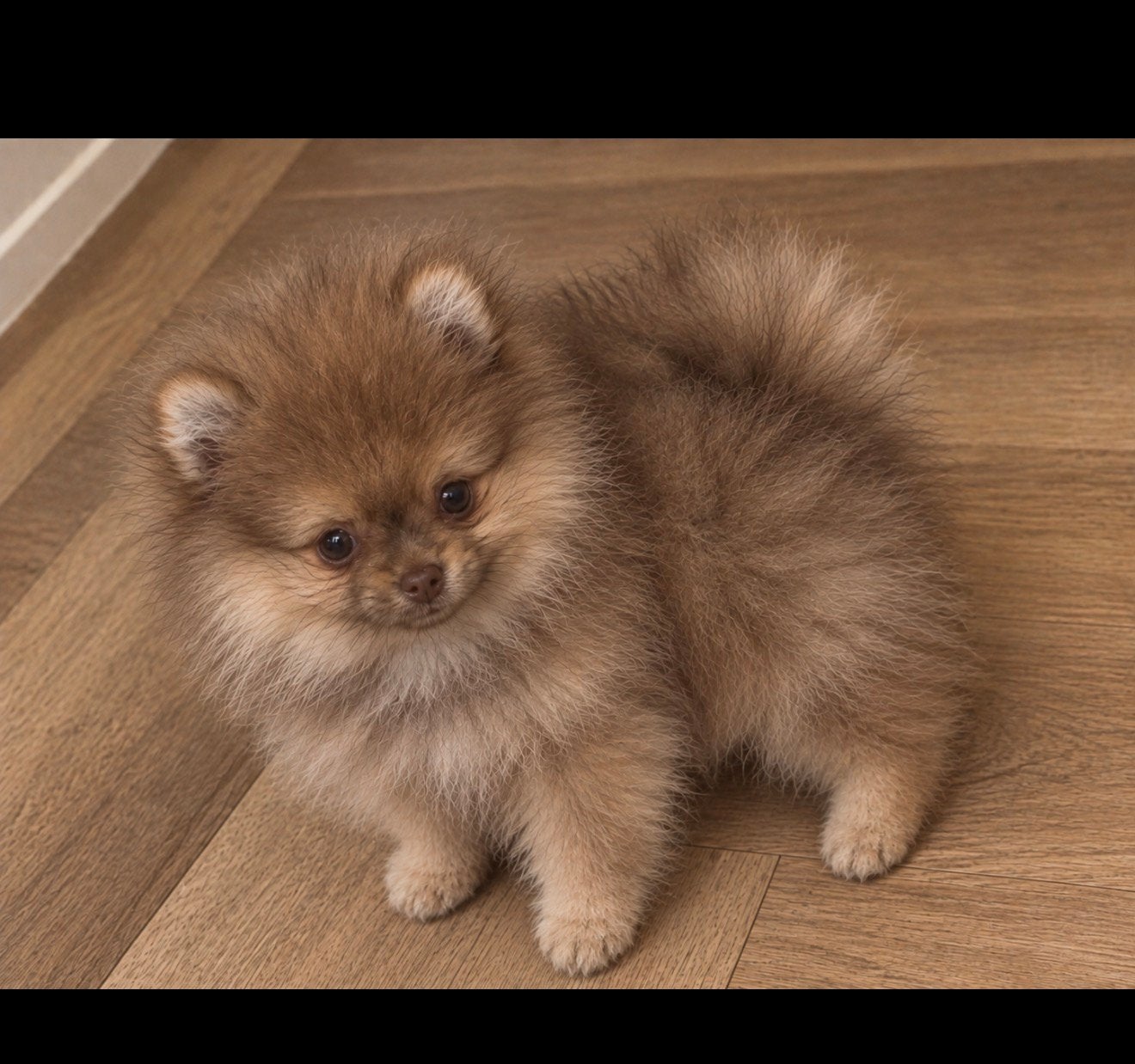 NOG ÉÉN BIJZONDERE MINI POMERIAAN BESCHIKBAAR, Dieren en Toebehoren, Keeshond, Reu, CDV (hondenziekte), 8 tot 15 weken