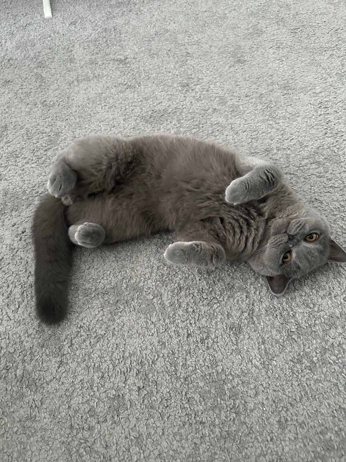 Lieve en aanhankelijke Britse korthaar zoekt nieuw thuis, Dieren en Toebehoren, Katten en Kittens | Raskatten | Korthaar, Kater