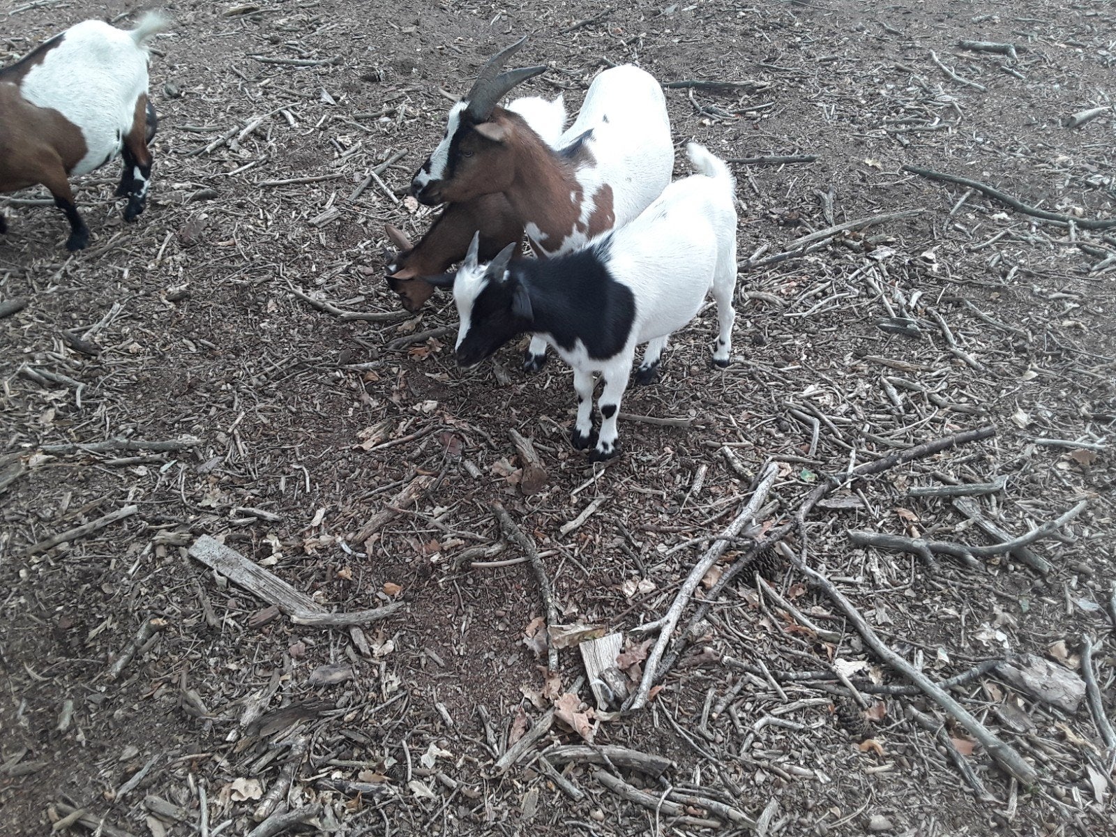 Mooi dwerg bokje, Dieren en Toebehoren, Mannelijk, Geit