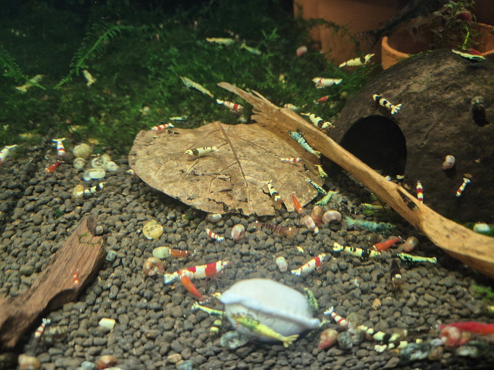 Gemengde groep caradina garnalen, Dieren en Toebehoren, Kreeft, Krab of Garnaal