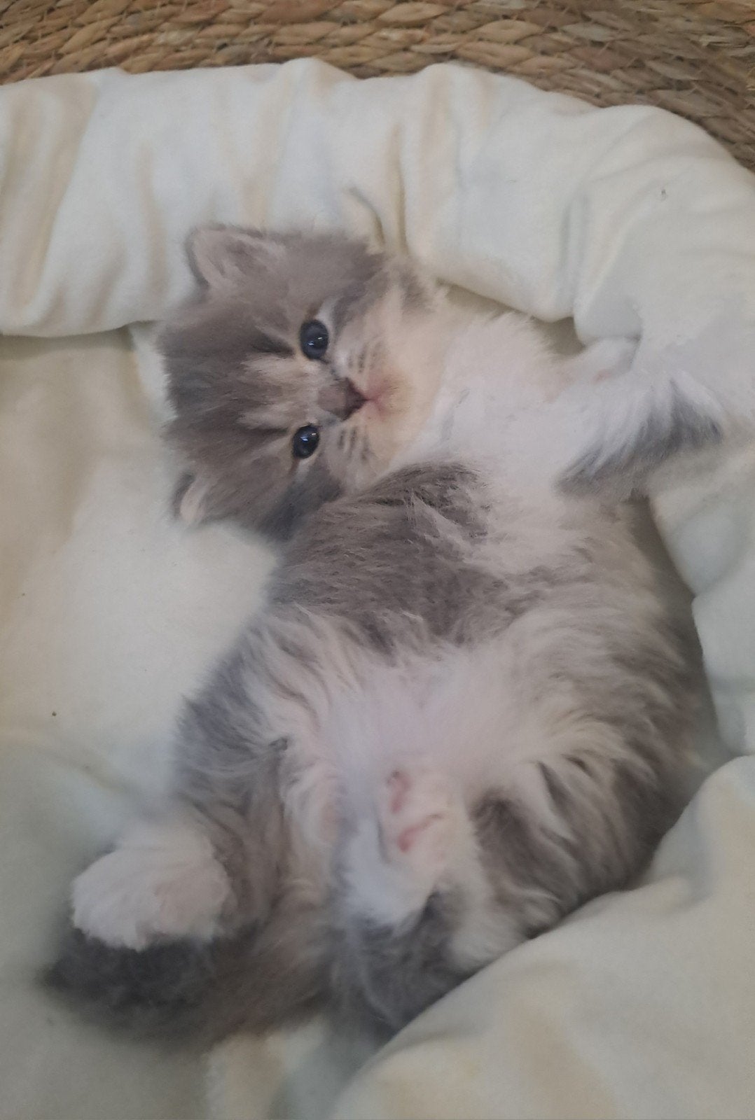 britse korthaar/langhaar poes met stamboom, Dieren en Toebehoren, Meerdere dieren, Met stamboom