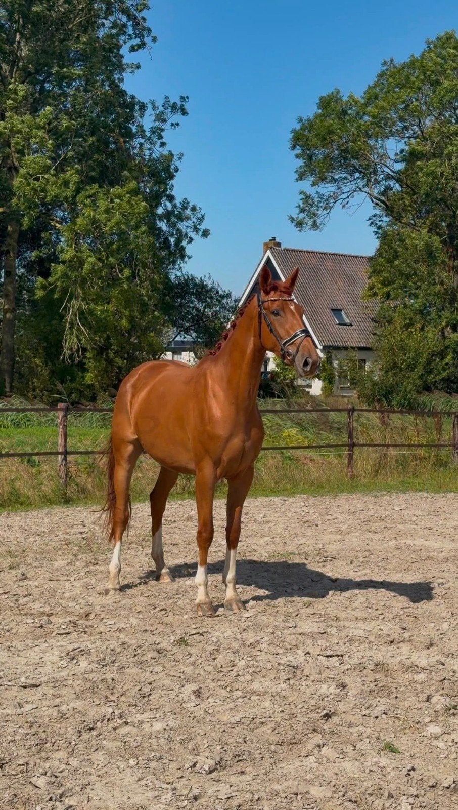 3 jarige vos dressuur of fok merrie 4x wit, Dieren en Toebehoren, Merrie, Met stamboom, Dressuurpaard, Zadelmak