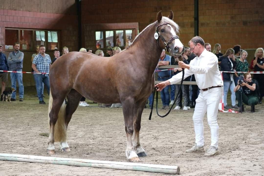 Schwarzwalder fuchs merrie en 2 veulens, Dieren en Toebehoren, Paarden, Merrie