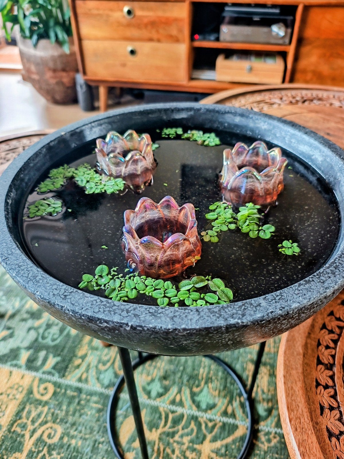 drijfplantjes voor vijver, waterschotel of aquarium, Ophalen