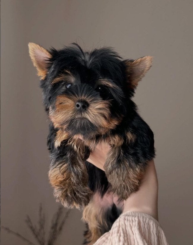Lieve en speelse Yorkshire Terrier puppy's, Yorkshire Terriër, 8 tot 15 weken, Meerdere, Meerdere dieren