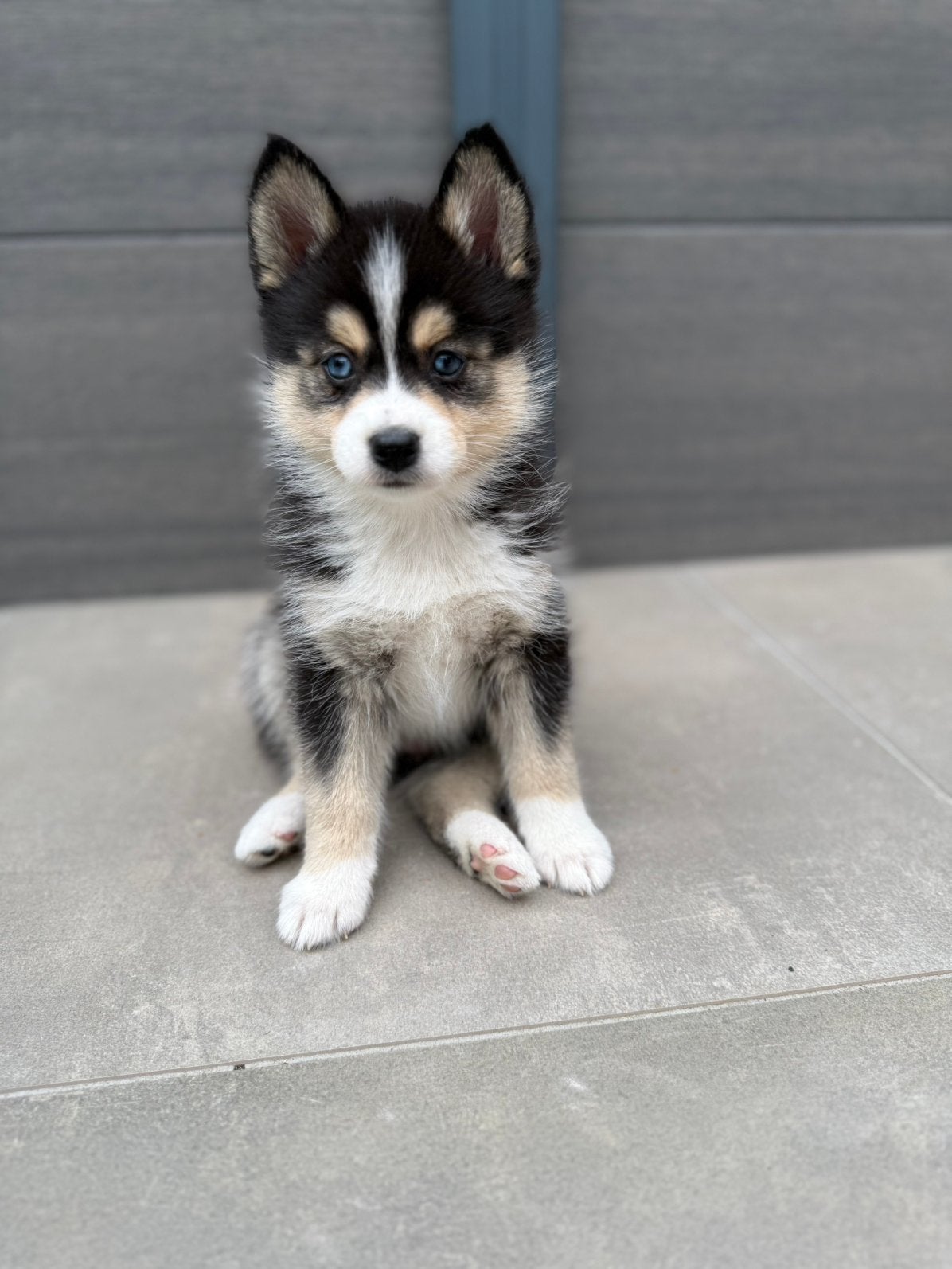 De mooiste en liefste pomsky pups, Parvo, 8 tot 15 weken, Meerdere, Meerdere dieren