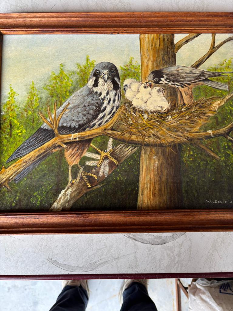 Schilderij: Valkenpaar met jongen in nest, Ophalen of Verzenden