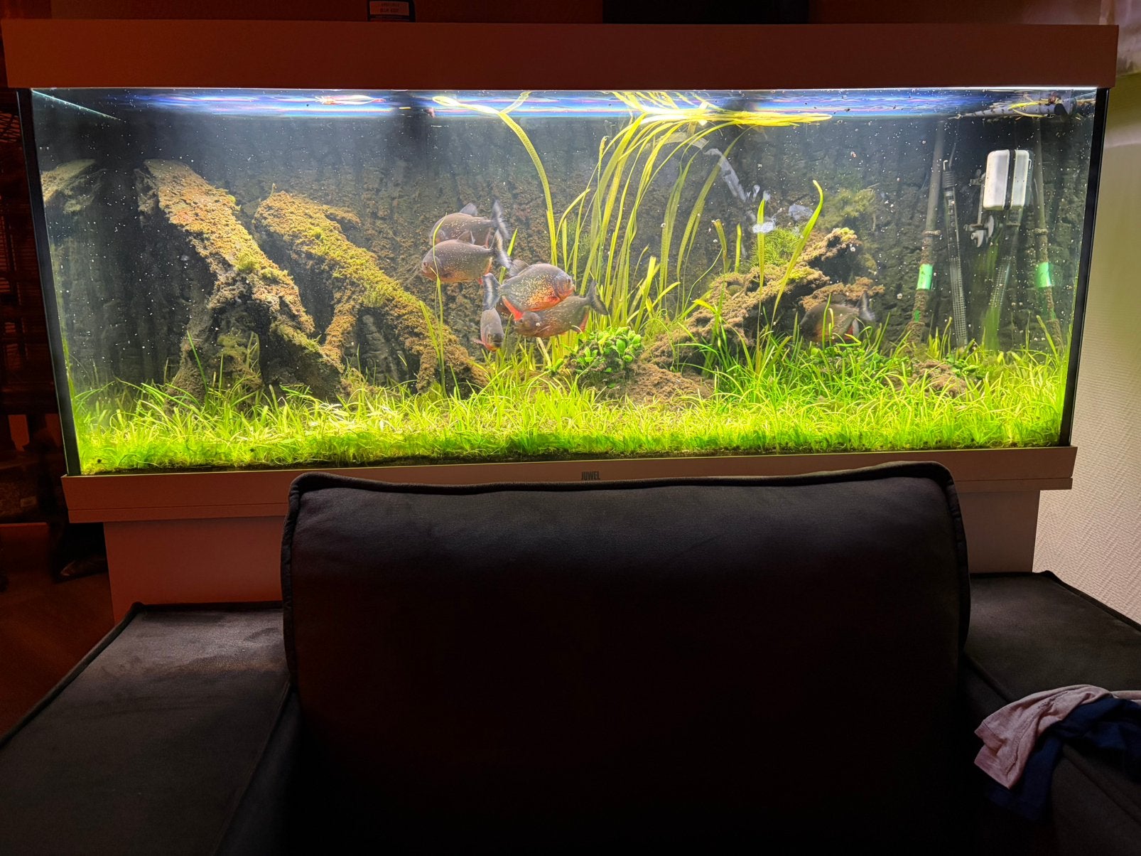 Juwel rio 450, Dieren en Toebehoren, Ophalen, Zo goed als nieuw, Leeg aquarium