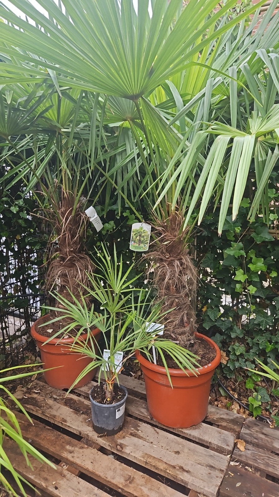 Palmbomen winterhard diverse maten, Tuin en Terras, Planten | Bomen, Volle zon, Ophalen of Verzenden, 100 tot 250 cm, Zomer