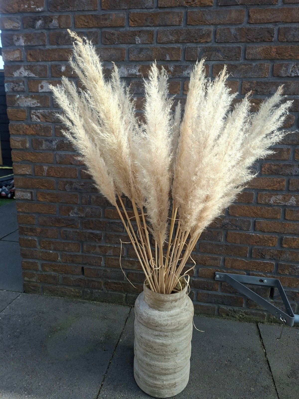 pampas pluimen, Ophalen