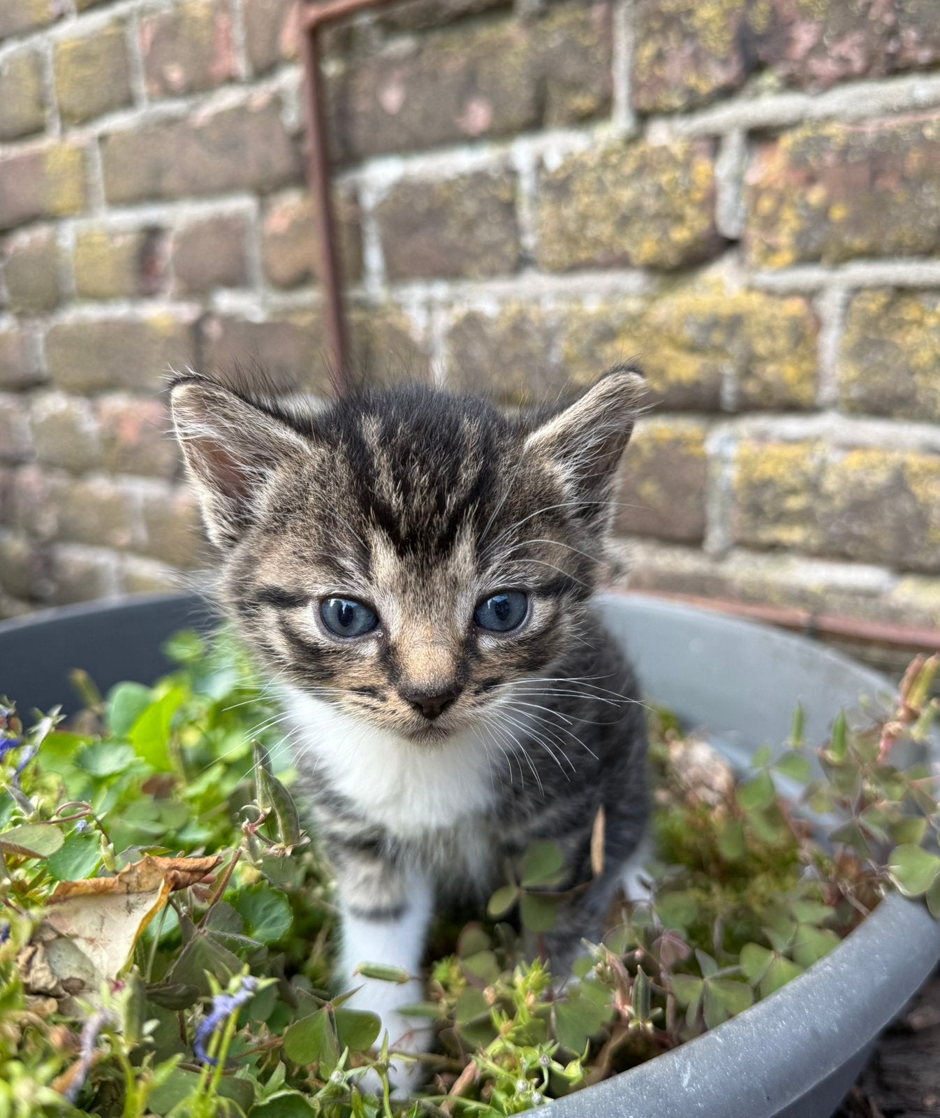 Mooie boerderij kittens, Meerdere dieren, 0 tot 2 jaar