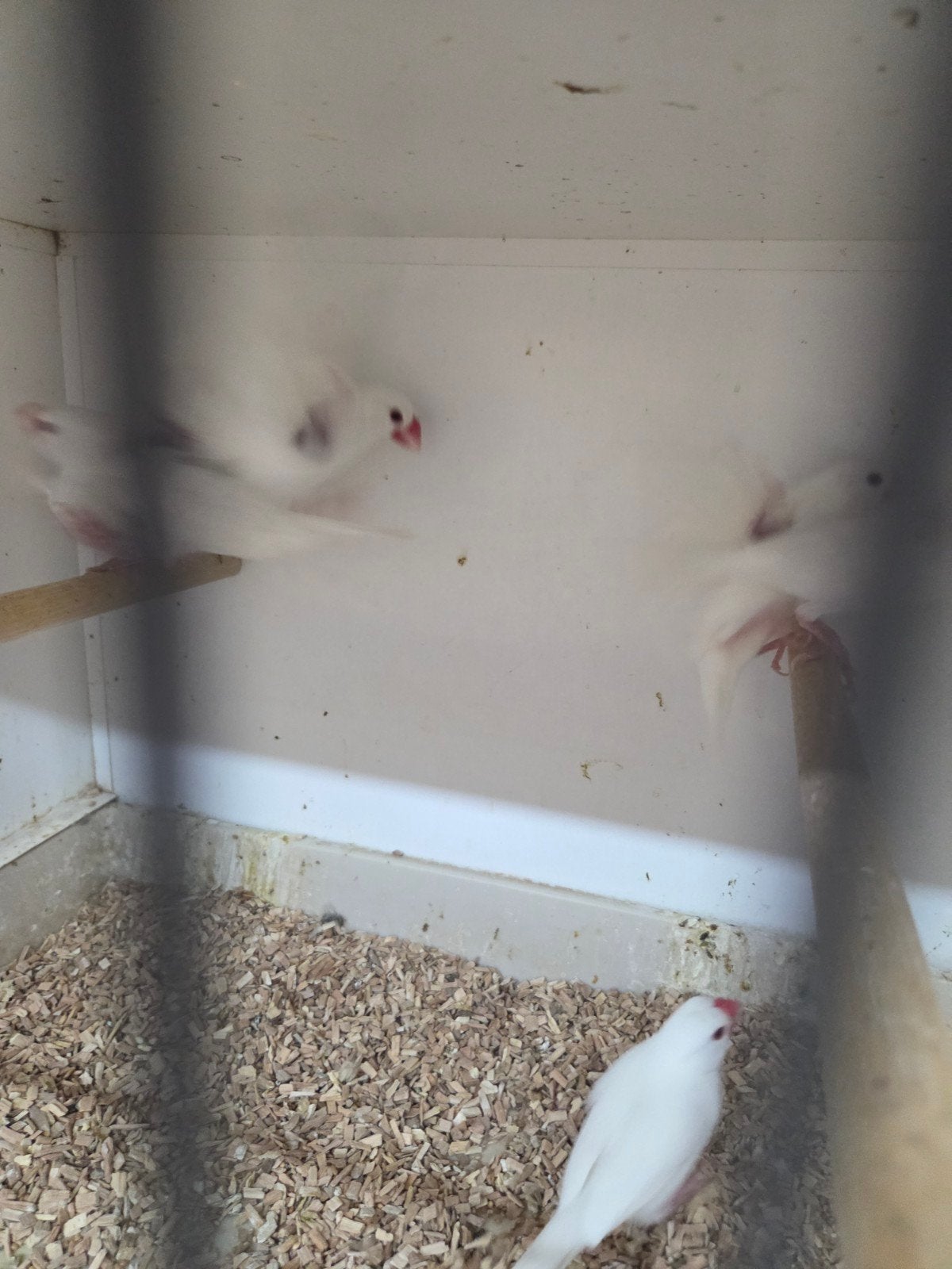 rijst vogels, Meerdere dieren